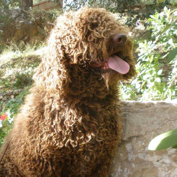 Matahari del Bolanio | Spanish Water Dog 