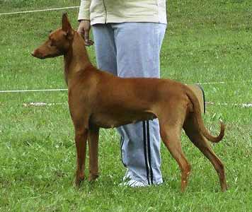 Jataburu Sand Dog Vega | Pharaoh Hound 