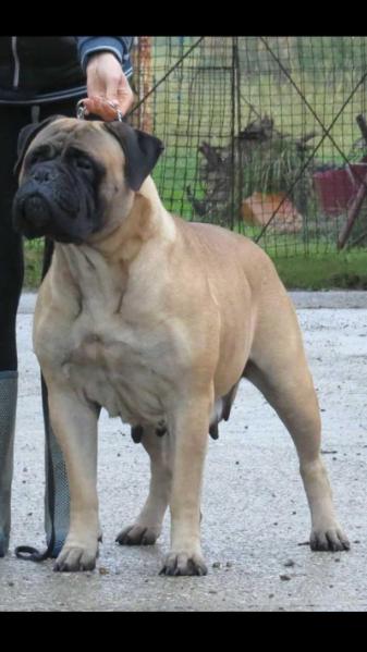 Topbull Pulp Fiction | Bullmastiff 