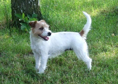 Pretty girl z herbu sapaly | Jack Russell Terrier 