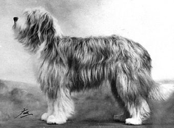 Beauty Queen Of Bothkennar | Bearded Collie 