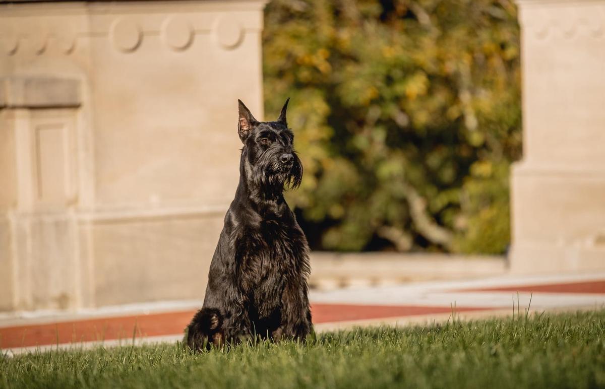 Kosmo Von Prufenpuden | Giant Schnauzer 