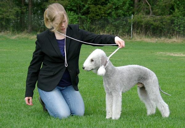 Galactic Defender Rave | Bedlington Terrier 