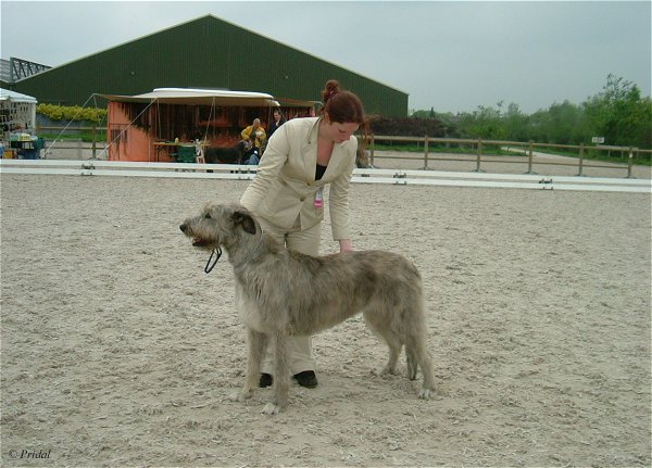 Gaeltarra Eirean Pride of Justice | Irish Wolfhound 