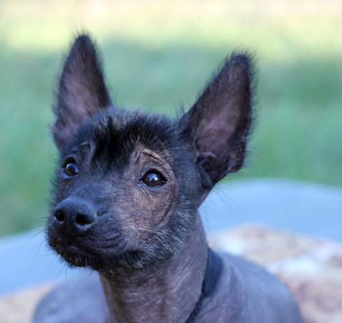 Idji Lucio Gvardi | Xoloitzcuintli 