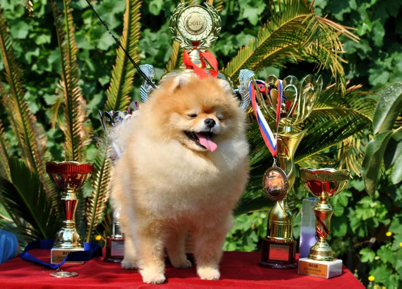 Pride Of Pom Colyn Triumphant | Pomeranian 