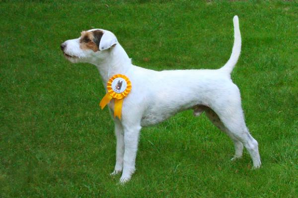 Alf Genius Loci | Parson Russell Terrier 