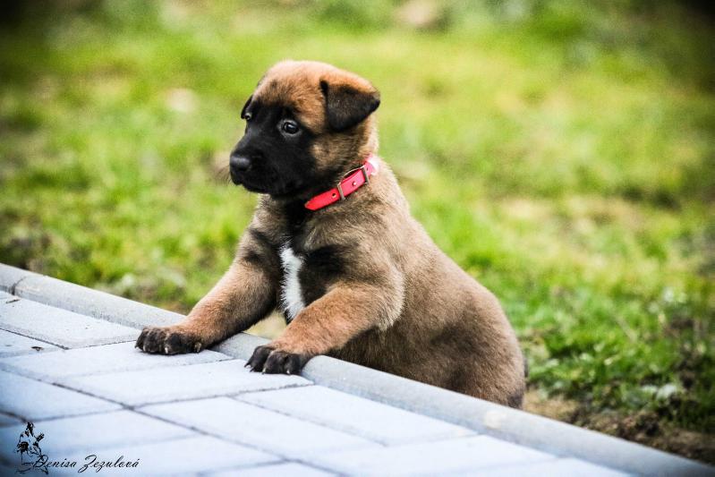 E la Mistero de Montani | Belgian Malinois 