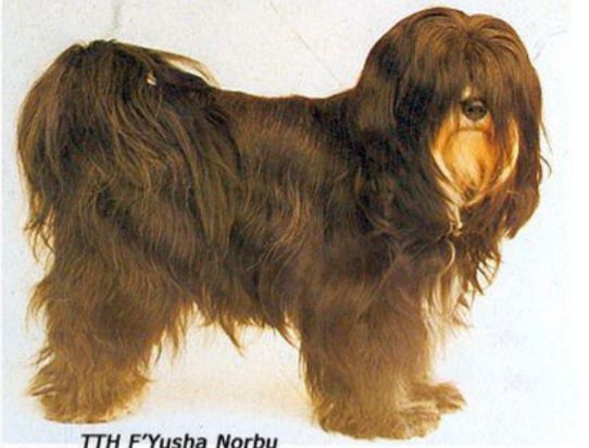 F'YUSHA NORBU | Tibetan Terrier 