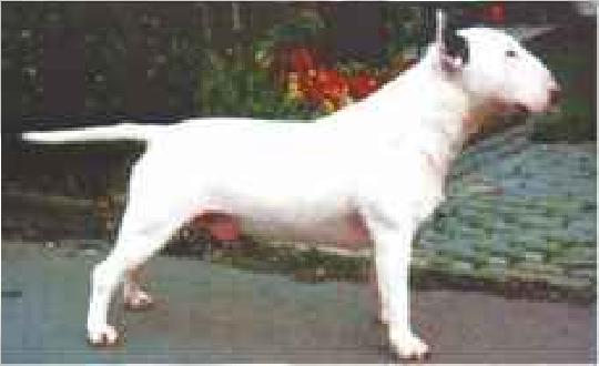 Hillanvale Snow King of Denpower | Bull Terrier 