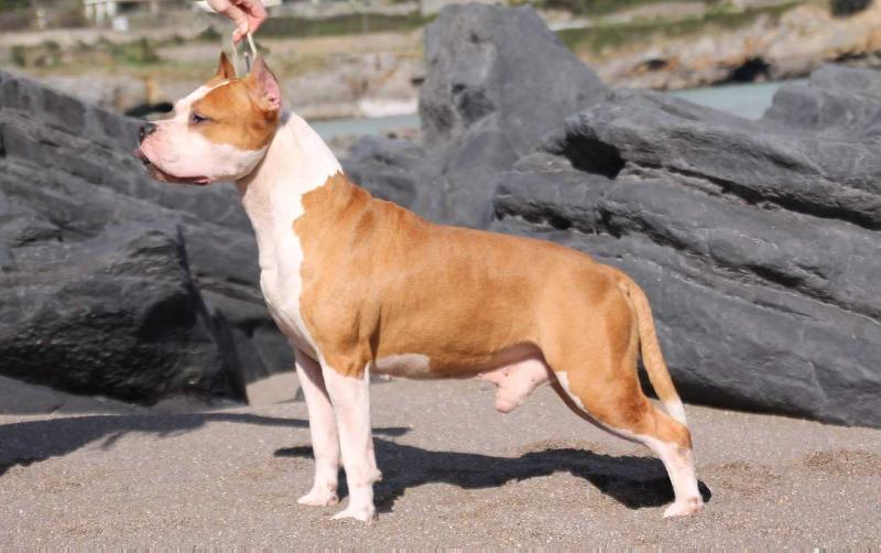 Narko | American Staffordshire Terrier 
