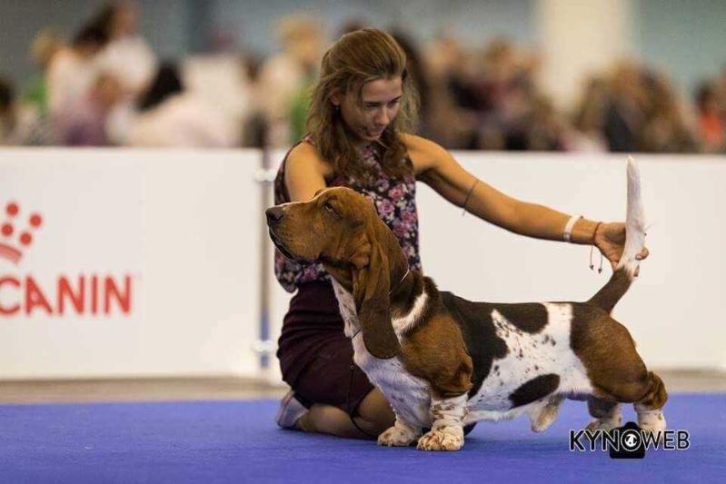 Forever Long Ears Kingston | Basset Hound 