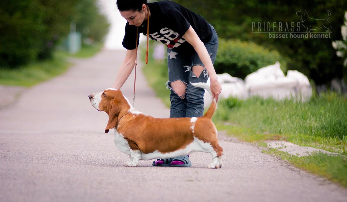 Pridebass Lake Of Love | Basset Hound 