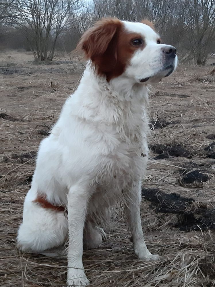 AL'F (2012) | Brittany 