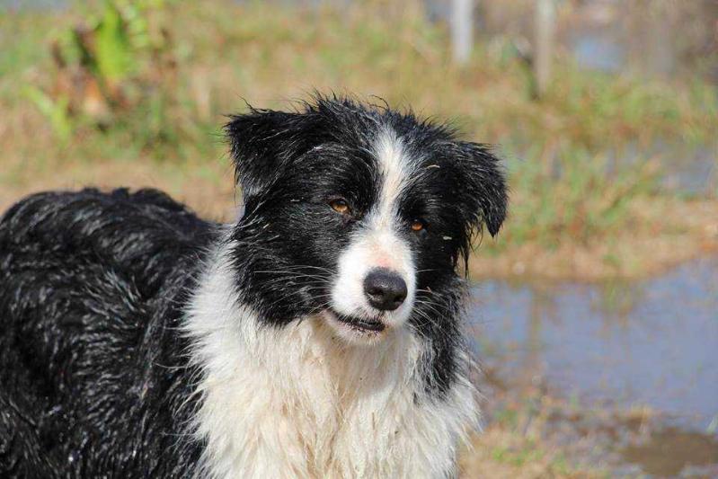 Kerrybrent Graces Jade | Border Collie 