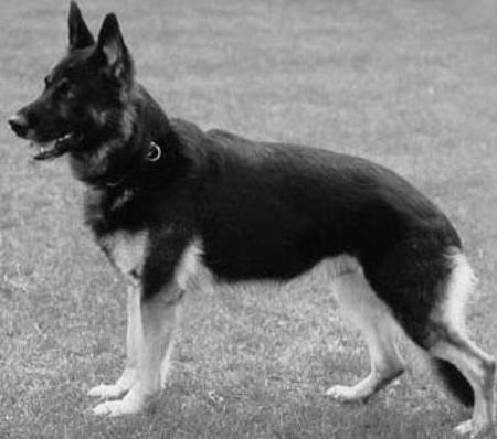 Herbu von der Radsieksbeeke | German Shepherd Dog 