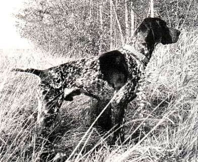 Ciro vom Bichtelwald | German Shorthaired Pointer 