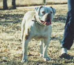 Kristol's Jack The Bruiser(AB) | Olde English Bulldogge 