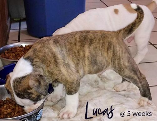 LUCAS OF BRINGES BULLIES | American Bulldog 