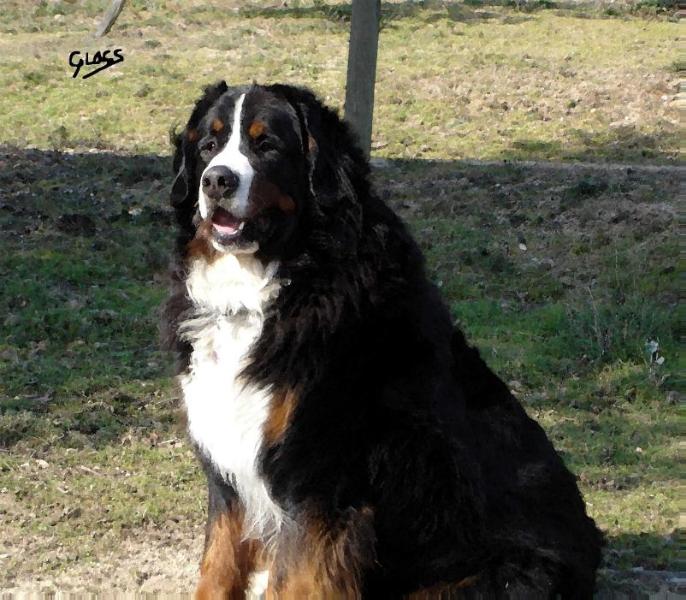 Hugo van´t Stokerybos | Bernese Mountain Dog 