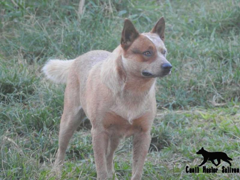 THOR do NVBK HEELER SELIVON | Australian Cattle Dog 