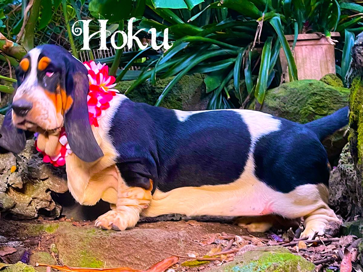 Sun’Hawaii Hoku Waikiki Spirit | Basset Hound 