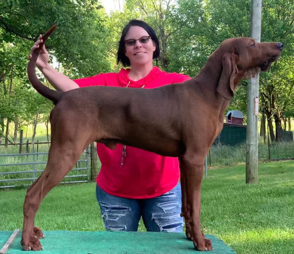 Tree Rizin' Kick The Dust Up | Redbone Coonhound 