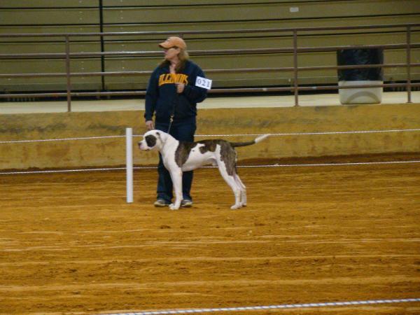 Lamb's Slick Willy of D-Dog | American Bulldog 