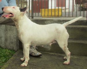 Lana da tribo do bull | Bull Terrier 