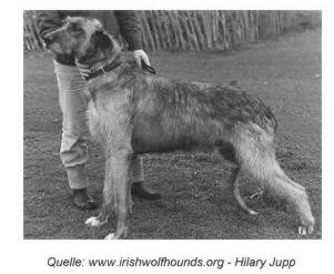 Sulhamstead Branwen Myles | Irish Wolfhound 