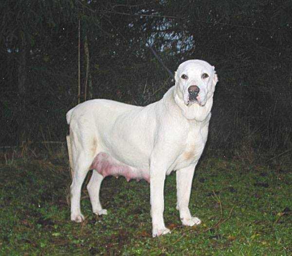 AK-KELE | Central Asian Shepherd Dog 