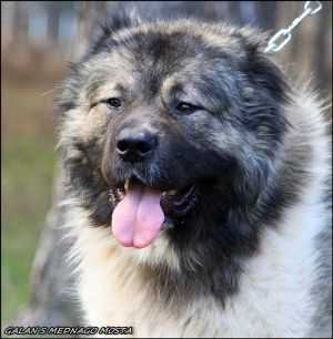 Galan S Mednogo Mosta | Caucasian Mountain Dog 