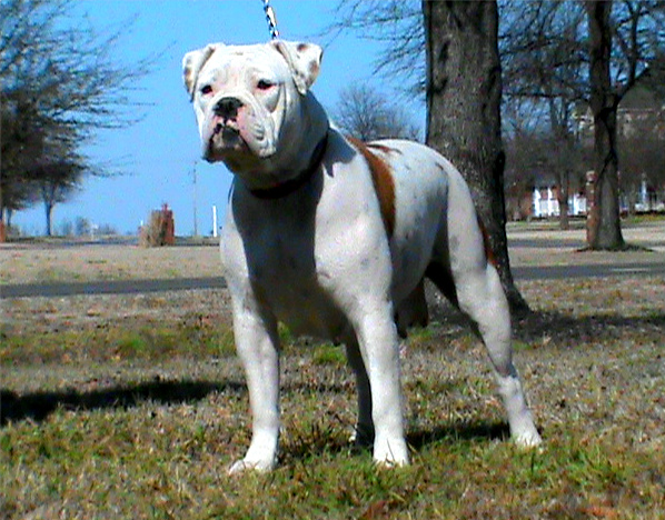 Peppers Pride's Ada Belle | American Bulldog 