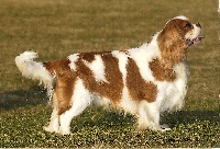 Signature de l'Angelarde | Cavalier King Charles Spaniel 