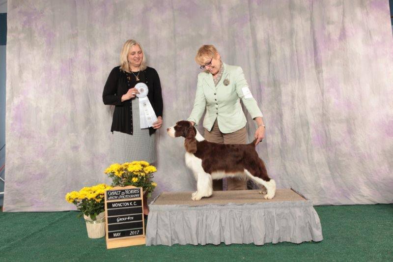 Shores Of Shenandoah | English Springer Spaniel 