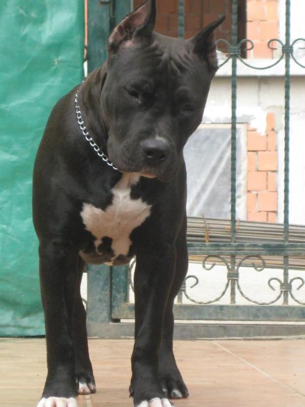 Black Rose Kupa House | American Staffordshire Terrier 
