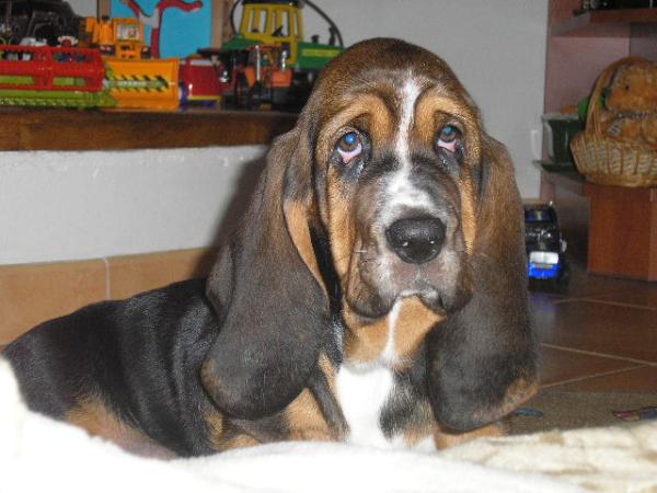 Figo gloomy clown | Basset Hound 