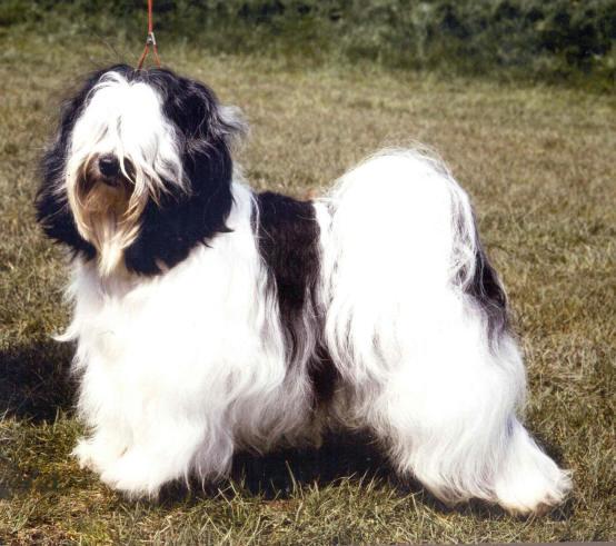 HARLEQUIN OF JEMECS | Tibetan Terrier 