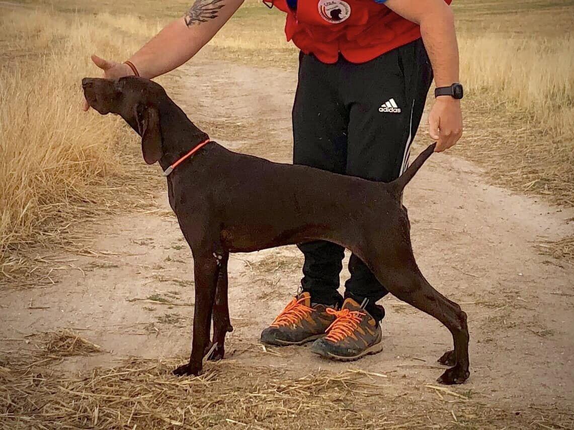 Fany del Corral de Viana | German Shorthaired Pointer 