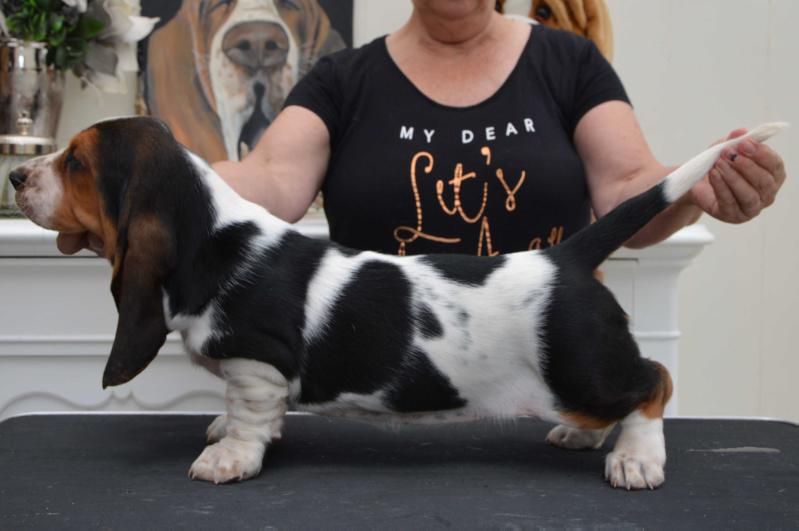 NewDown Bassets Zaray Nazirah | Basset Hound 