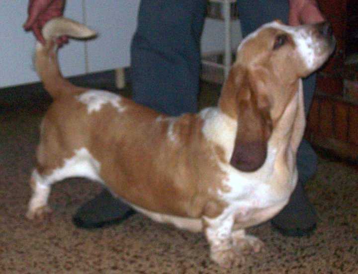 Call Me Love Diamont di lago ombroso | Basset Hound 