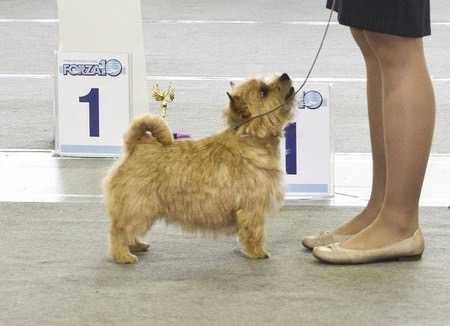 BRAIT NOUZ TERRA DEL SOL | Norwich Terrier 