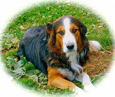 Bearaguard of Appleyard | English Shepherd 