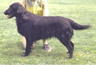 The Parc Dawn | Flat-Coated Retriever 