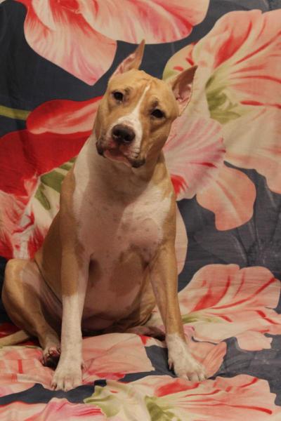 SPIRIT FORZE Kalypso Moon Tefis | American Staffordshire Terrier 