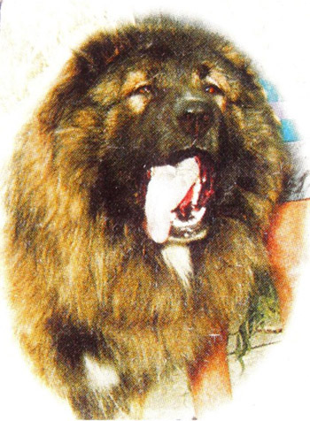 Teberda Dixi | Caucasian Mountain Dog 