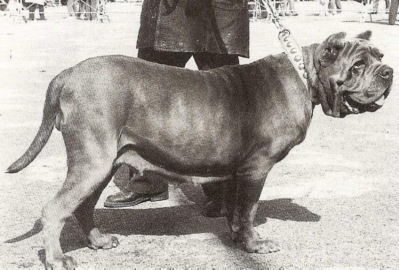 Tornesina (Baffone) | Neapolitan Mastiff 