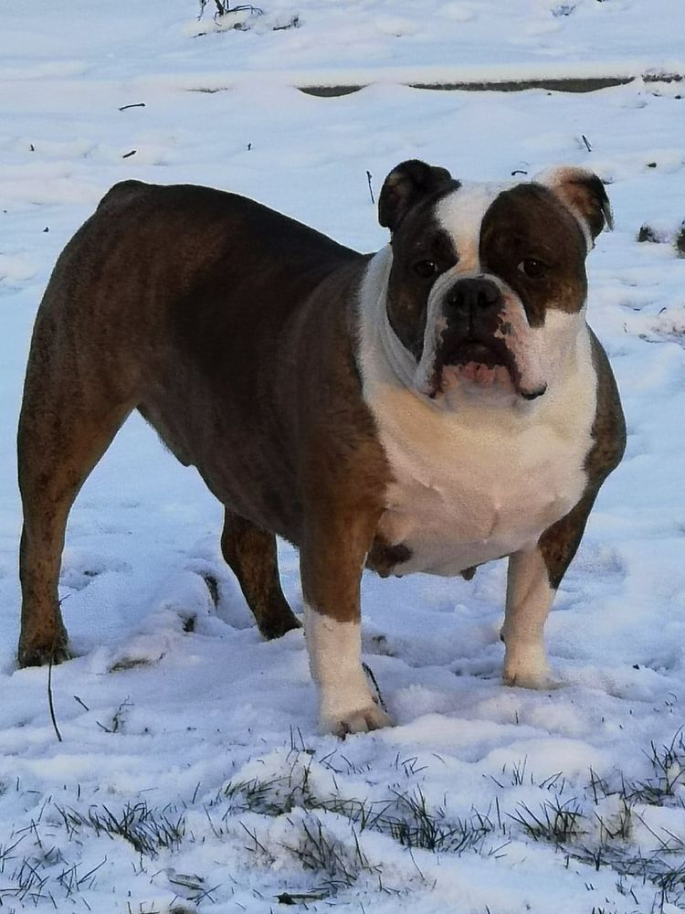 Marvellous Bulls Miss Skully Bully | Olde English Bulldogge 