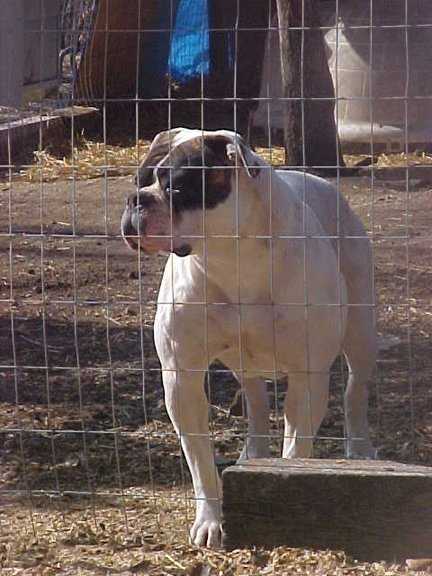 Brave Heart's Darczilla aka Zaa Zaa PH.46.46 | Olde English Bulldogge 