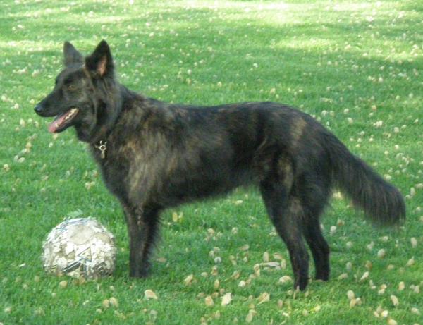 Faimshey's Cailin Donja | Dutch Shepherd 